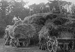 Harvesting Scene